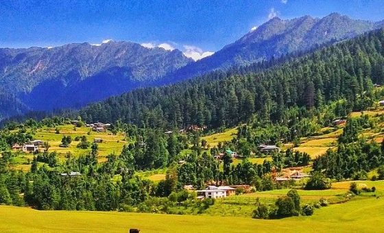 Golden sunrise over Shangarh Meadows with pine forests in the backdrop